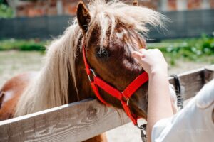 Bilet acces parc – copil