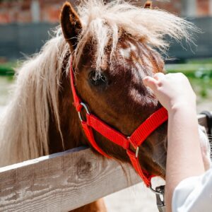 Bilet acces parc – copil